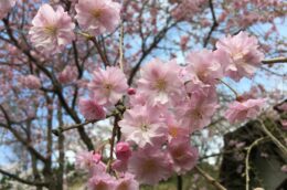 🌸新しい風🍃