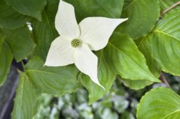 🌷笑顔っていい＊
